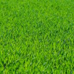 grass, lawn, grass blades-275986.jpg